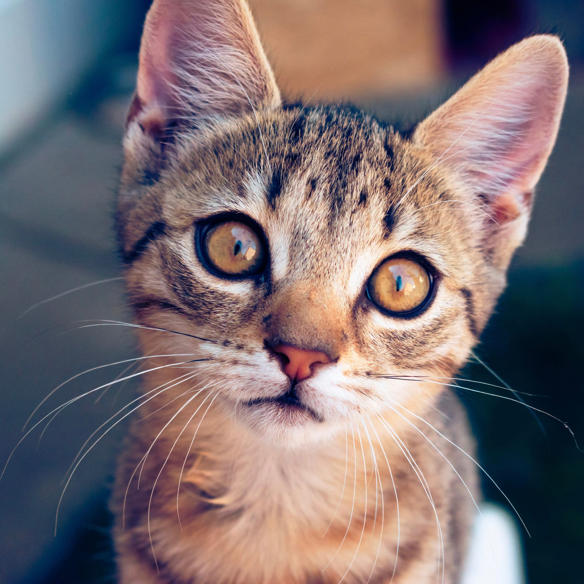 Close-up of a curious tabby kitten with wide, golden eyes and long whiskers. The soft focus background emphasizes its attentive expression.
