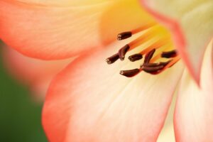 Digital vs Print Puzzle Book: Image Clarity