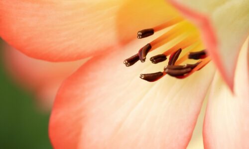 Digital vs Print Puzzle Book: Image Clarity