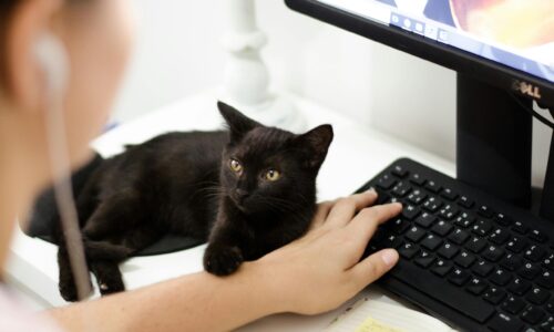 Spot the Difference Flipbook: A New Way to Play